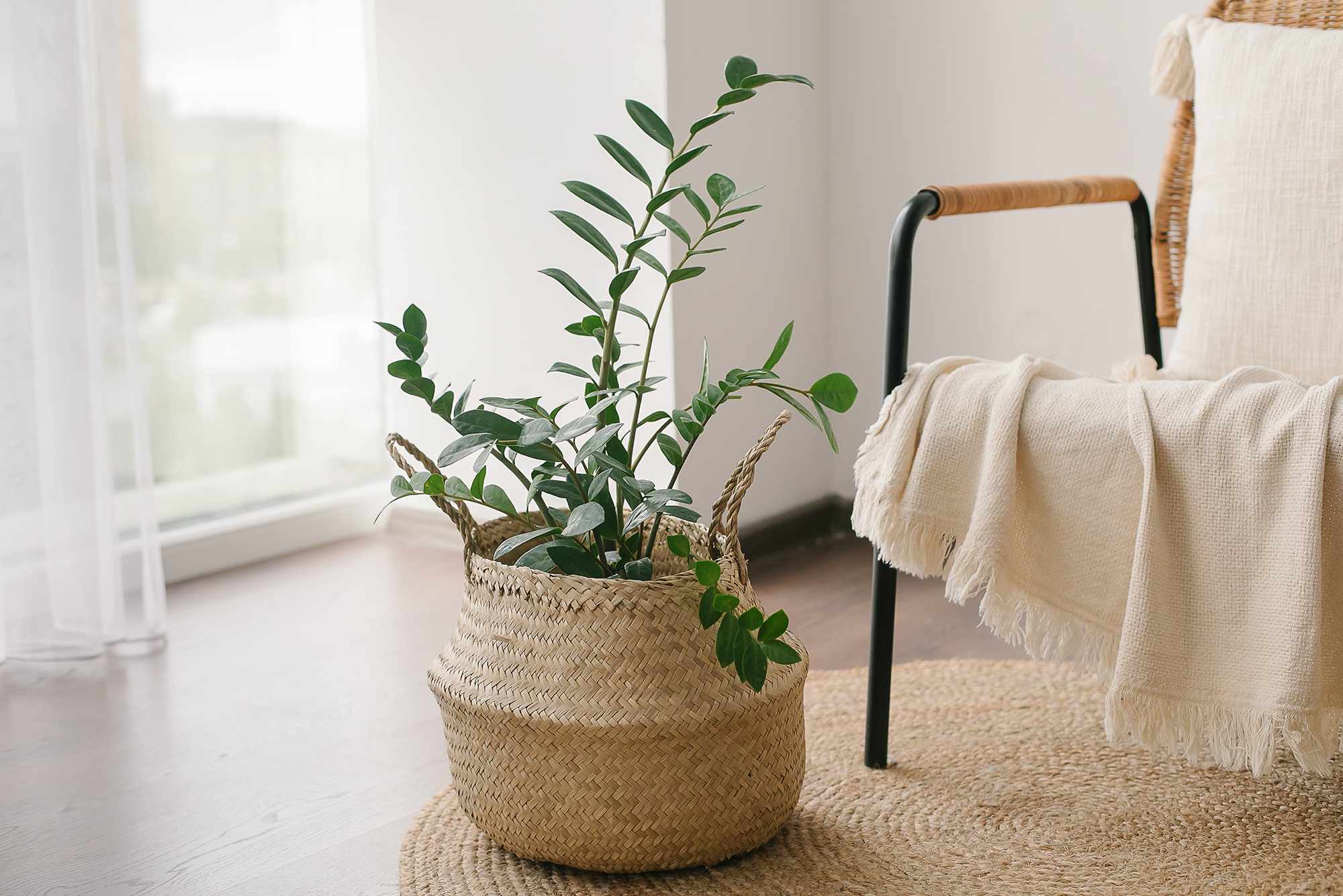 Home plant Zanzibar Gem, ZZ Plant in straw basket on floor near cozy armchair with beige plaid