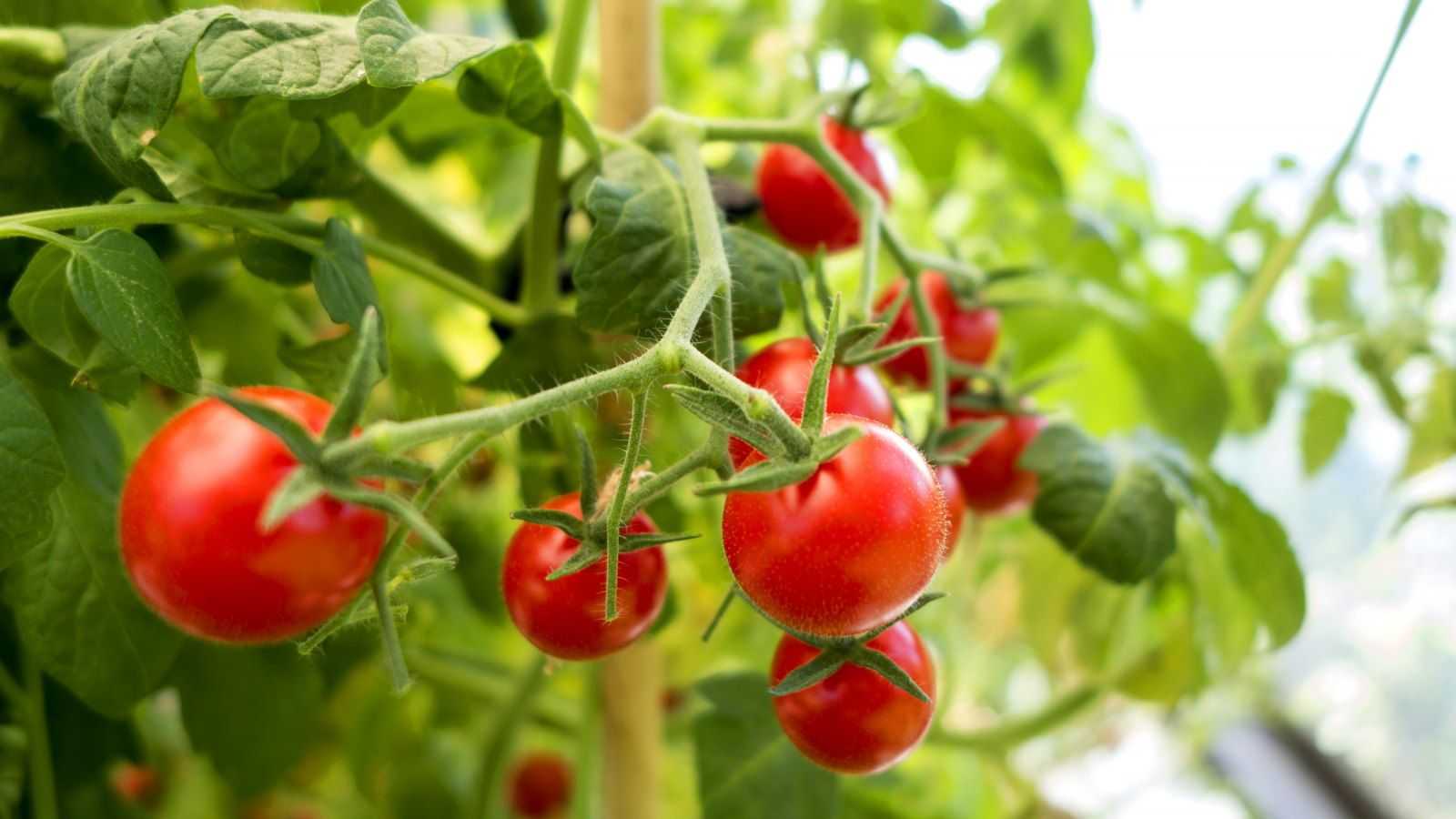 I am an experienced kitchen gardener and look at the common causes of tomato leaf curl along with how to fix issues