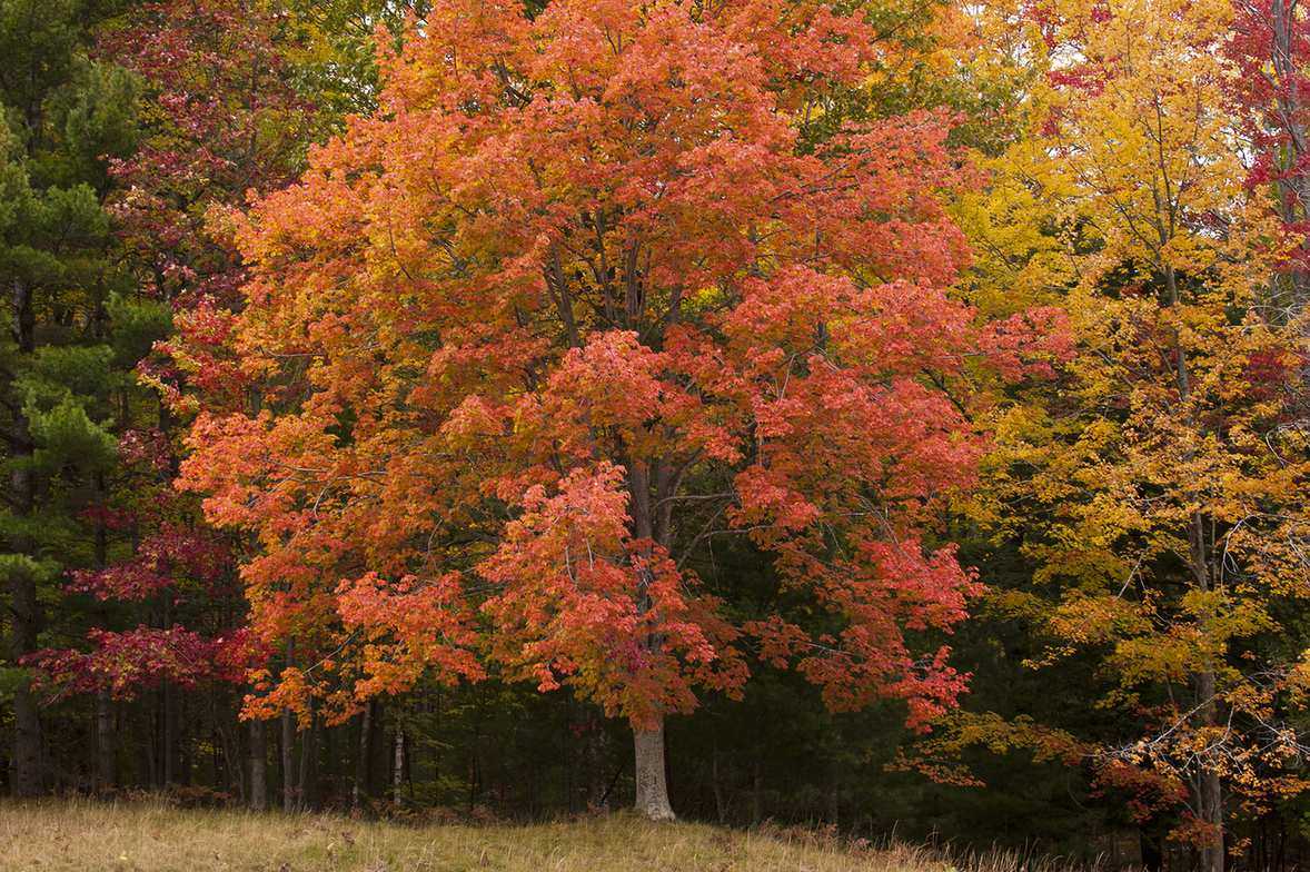 Red maple tree