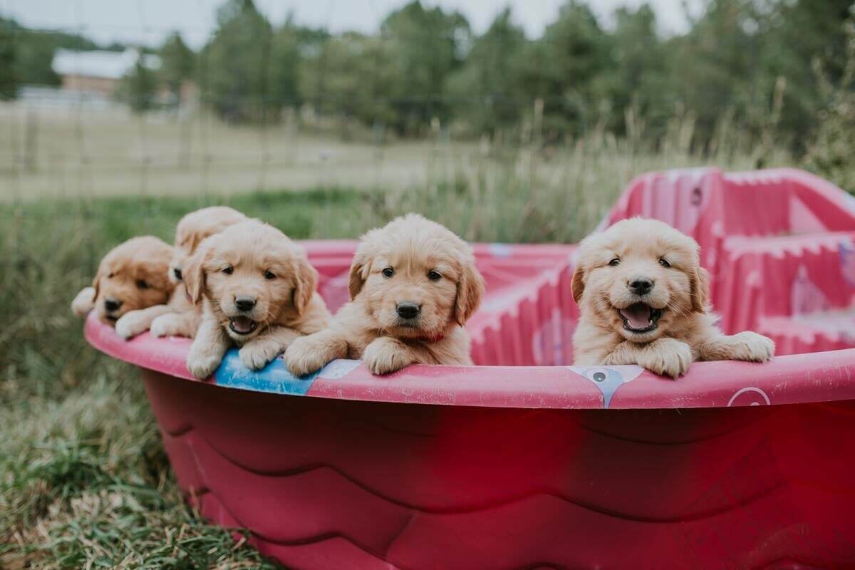 Ready To Become A Dog Mom? Here’s How Much It Really Costs