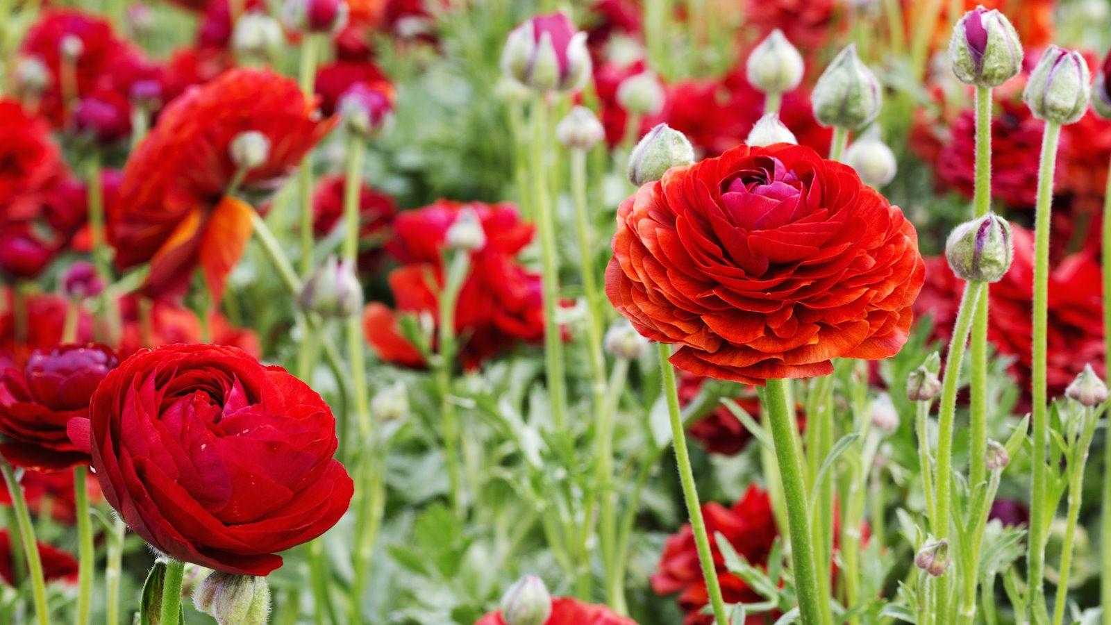11 spring-flowering plants guaranteed to add joy and uplifting color to your yard