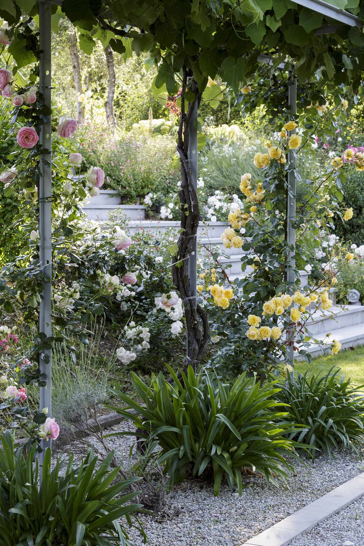 Climbing roses growing up metal frame next to steps in garden
