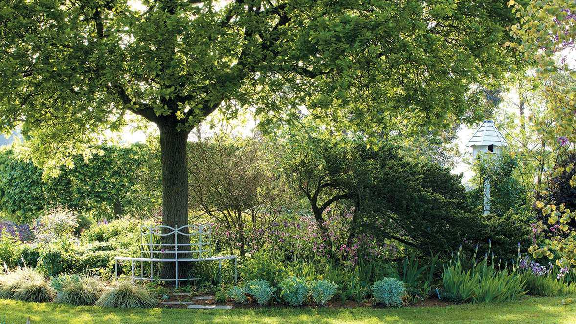 Best trees for shade – including fast-growing varieties