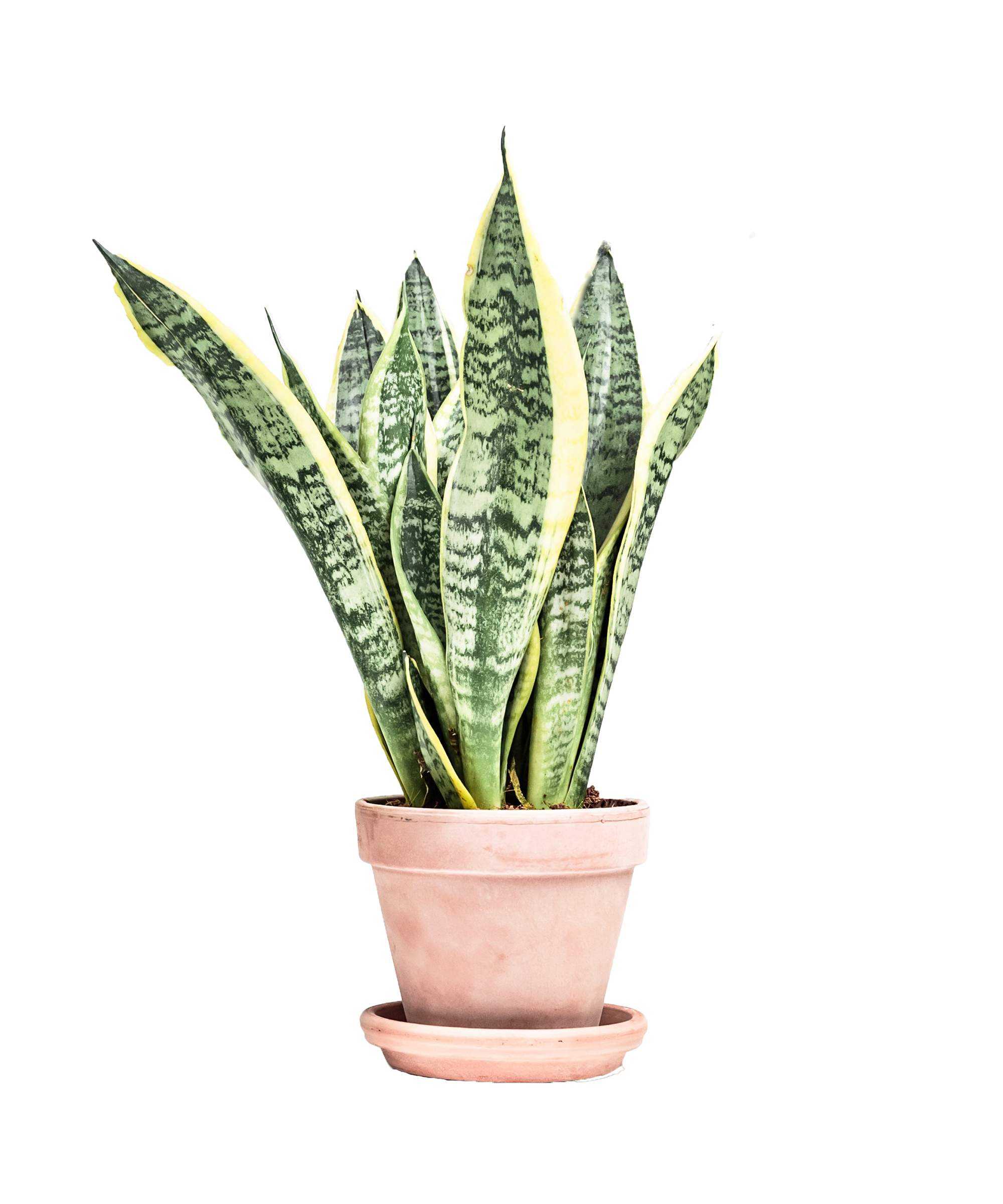 Low light plants Snake Plant