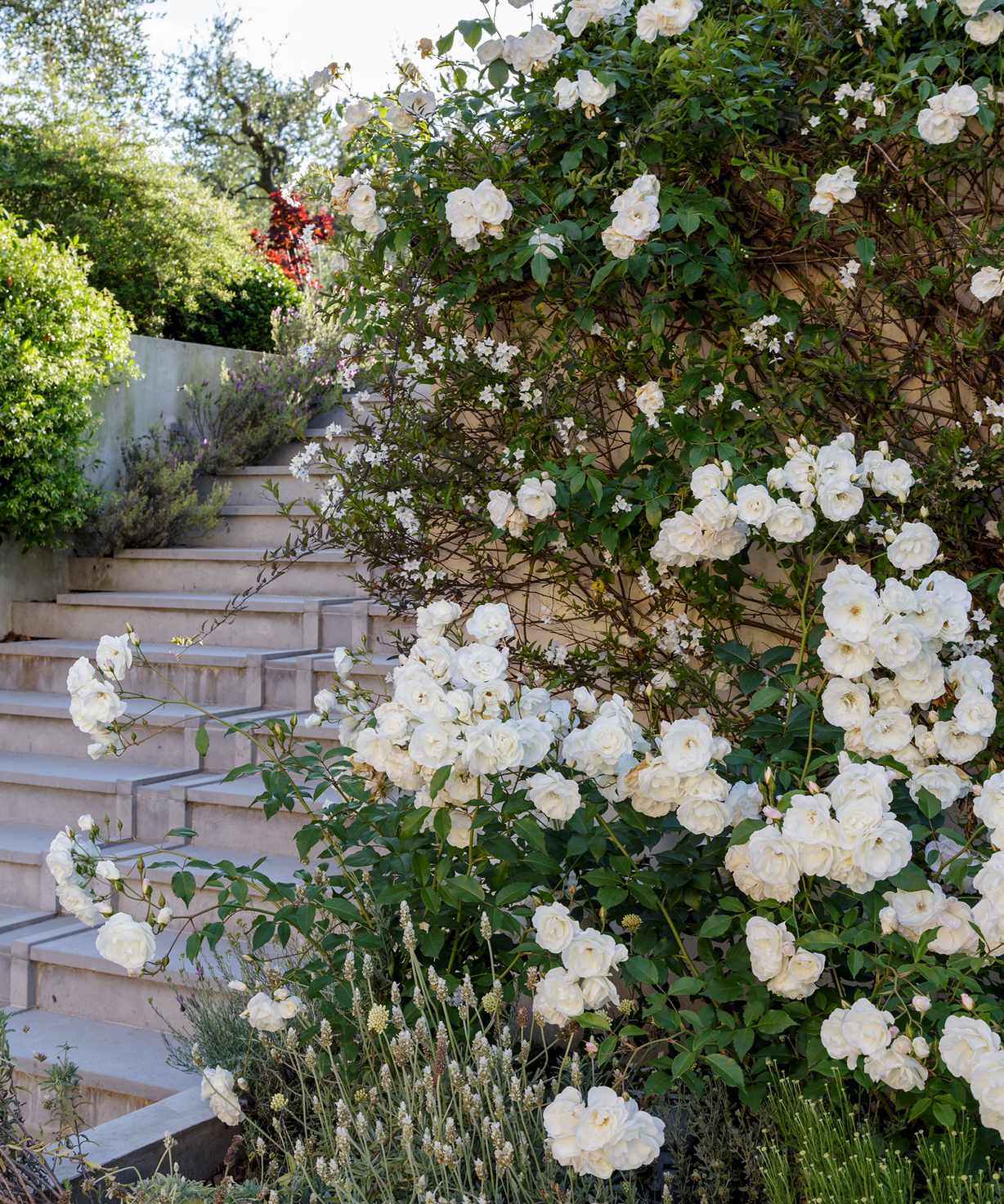 Garden with climbing roses