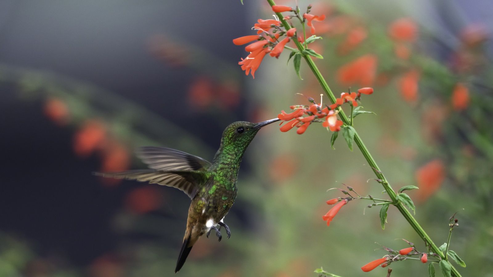 Create the Ultimate Hummingbird Sanctuary in a Single Planter on Your Patio – In Just 3 Simple Steps