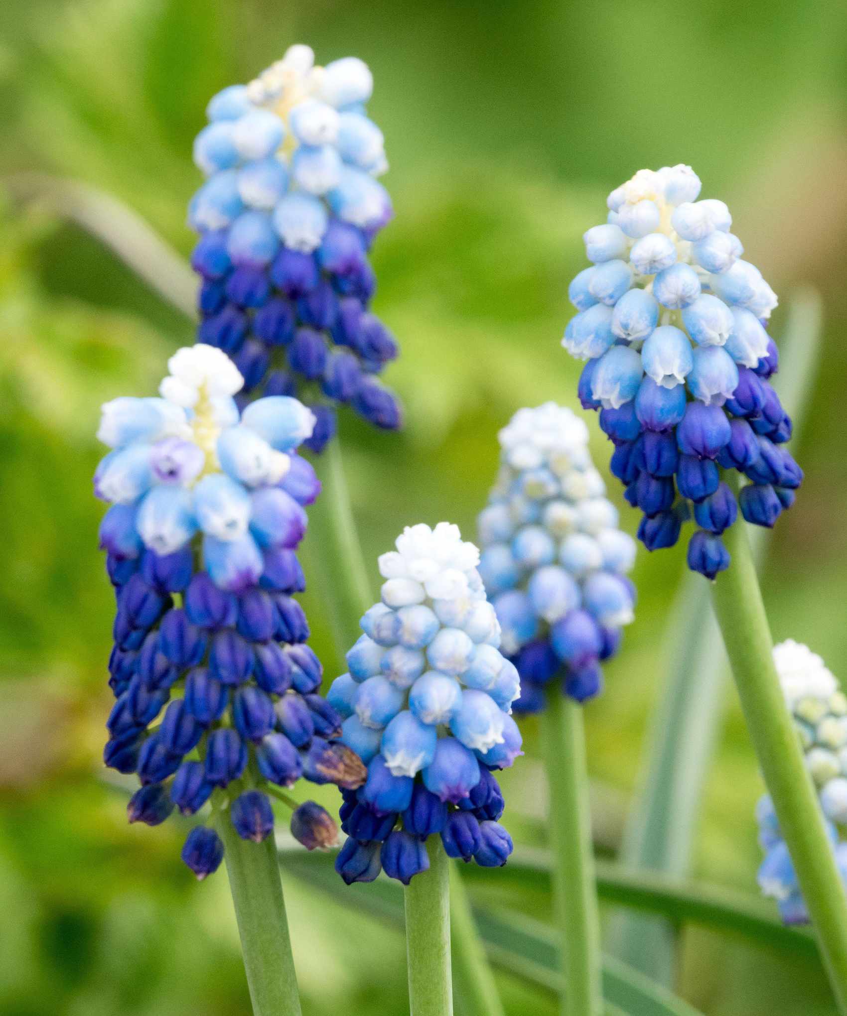 Grape hyacinth 'Blue Ocean' is a pretty two-tone variety