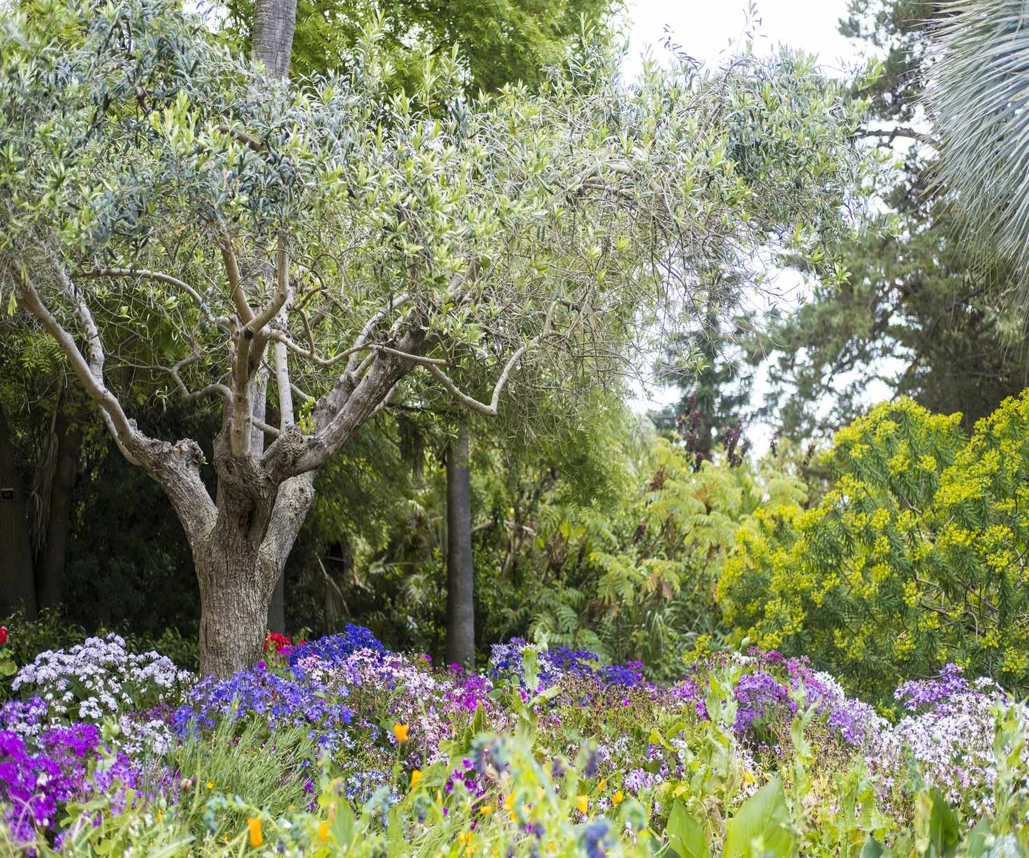 olive tree