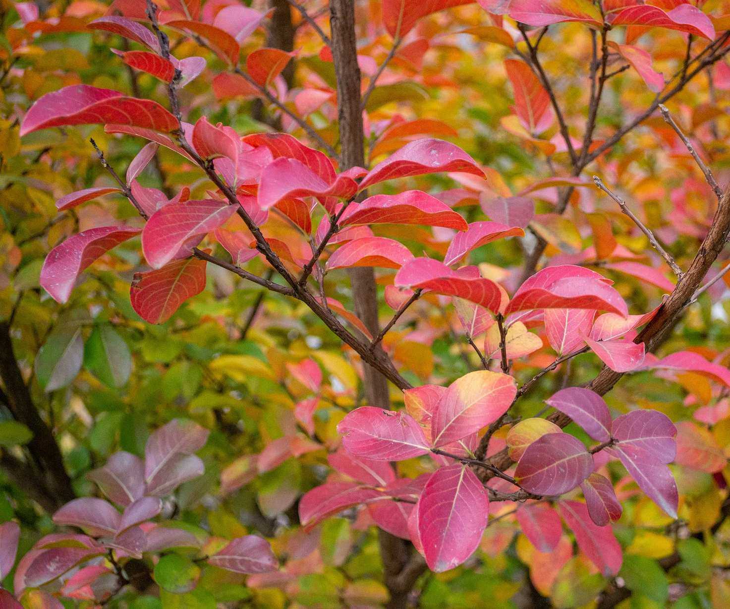 colorful leaves of crepe myrtle in fall