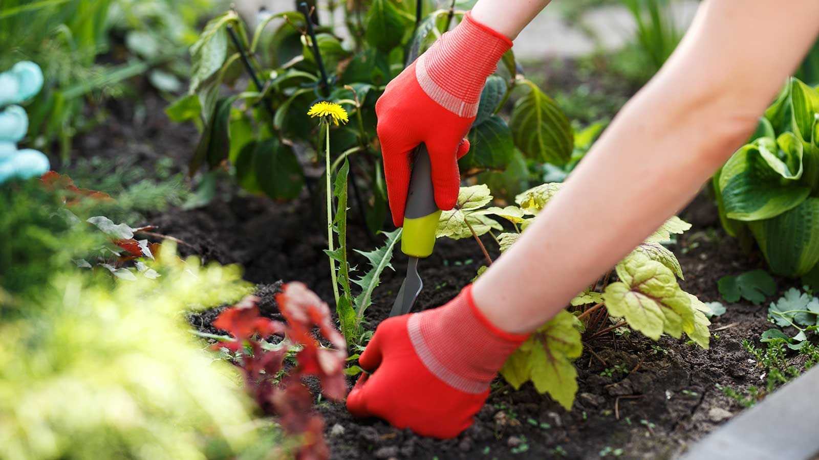 How to kill weeds not plants – keep flowers and shrubs safe with these expert tips