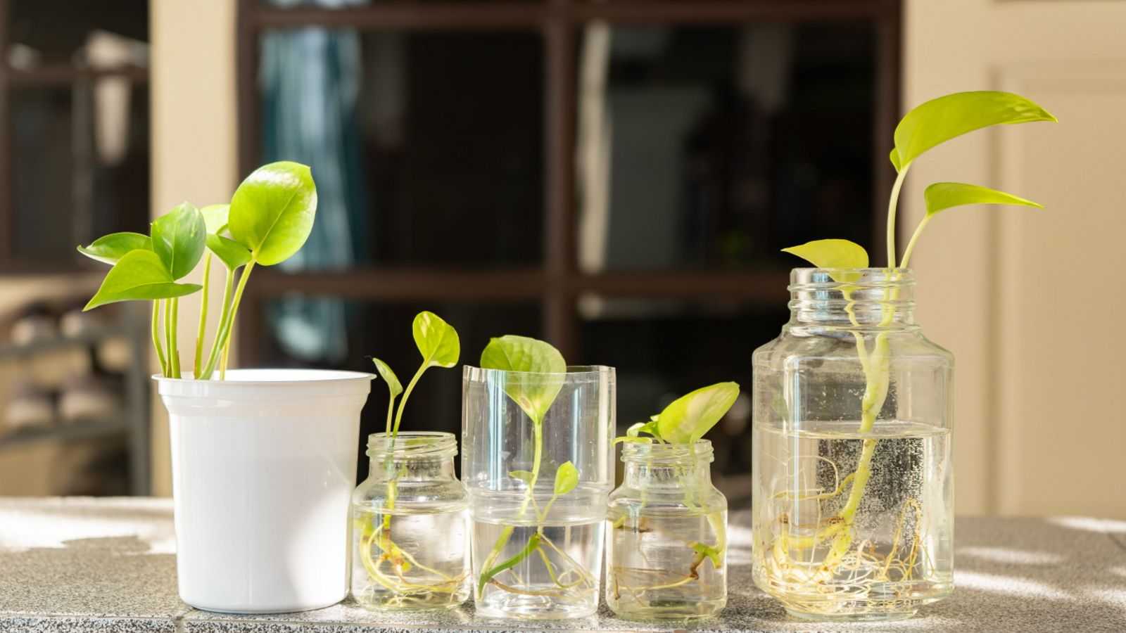 Indoor growing system ideas – 5 easy ways to create an indoor garden